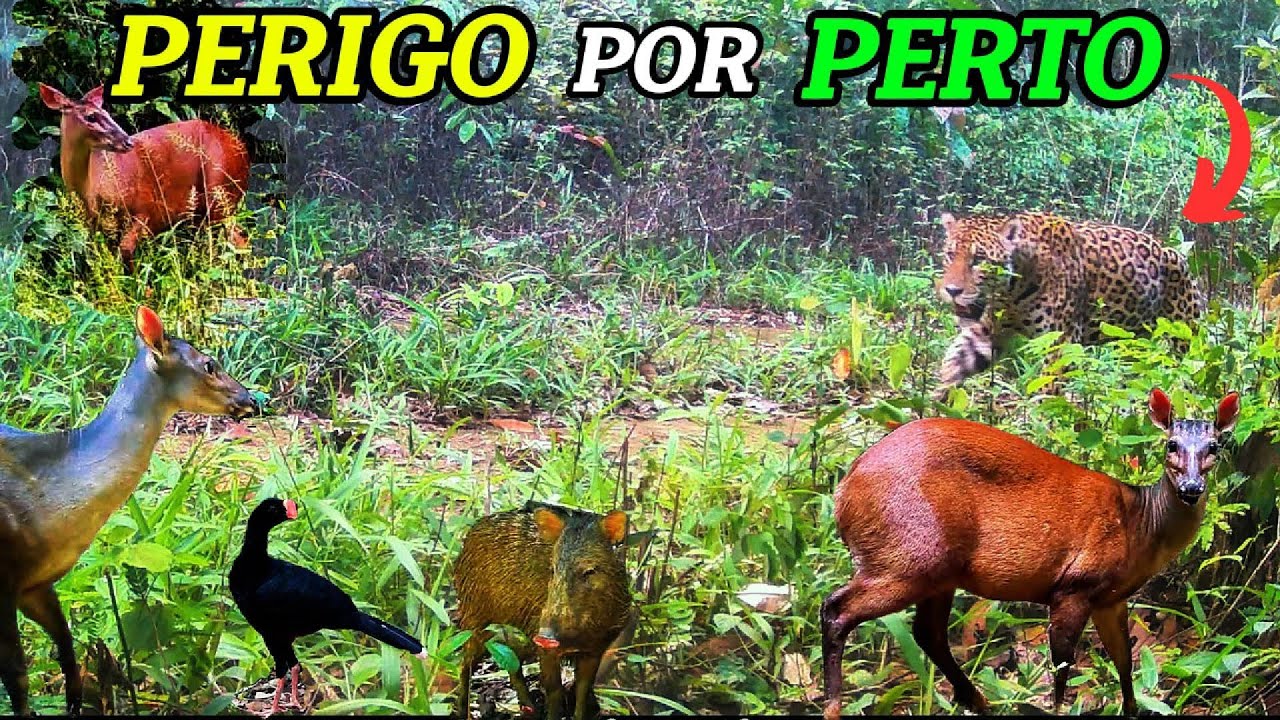 Onde os animais e aves silvestres frequentam a presença de predadores como a onça pintada é certa!