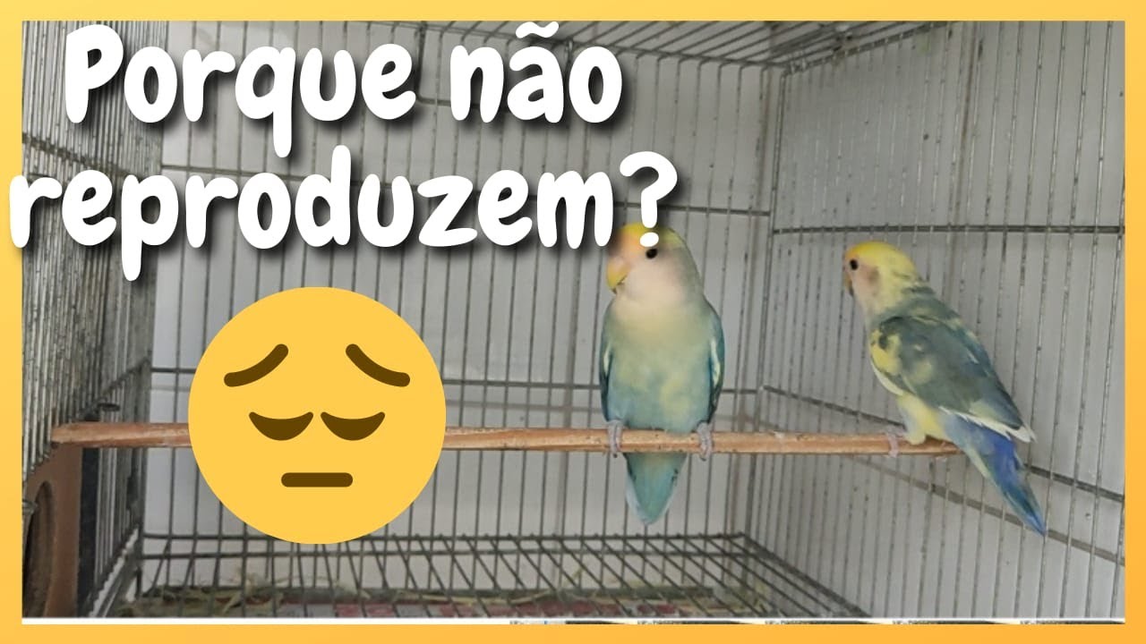 Porque meu casal de Agapornis não reproduz? Como Reproduzi-los? saiba o que pode estar acontecendo!