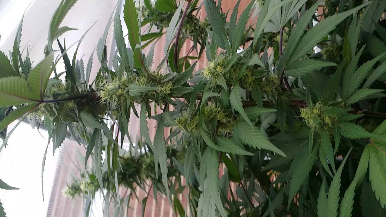 DJ Shrort Flo, CBD Crew, Rare Dankness, Grandaddy purple, Colorado cannabis
