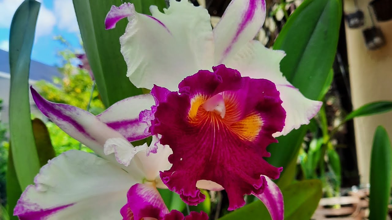 Orchid garden, November blooms 2024. @orchidnewbee8786