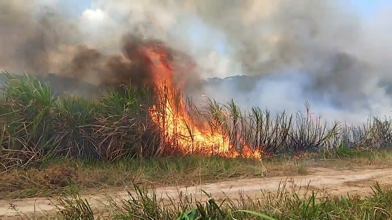As imagens do fogo no canavial