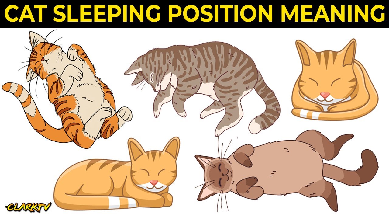 Ibig Sabihin ng Posisyon sa Pagtulog ng Pusa