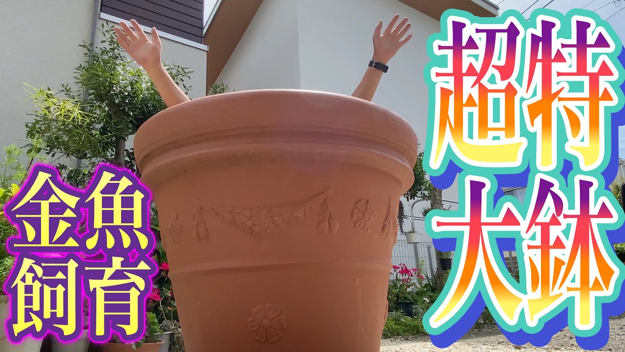 【金魚大鉢】鉢の直径メーター越えで金魚・水草飼育して見た。