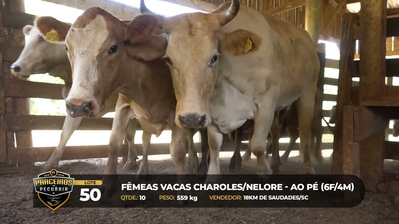 LOTE 50 - 36° Leilão Virtual Parceiros da Pecuária, DOIS VIZINHOS/PR - 29/01/2026 19:00h