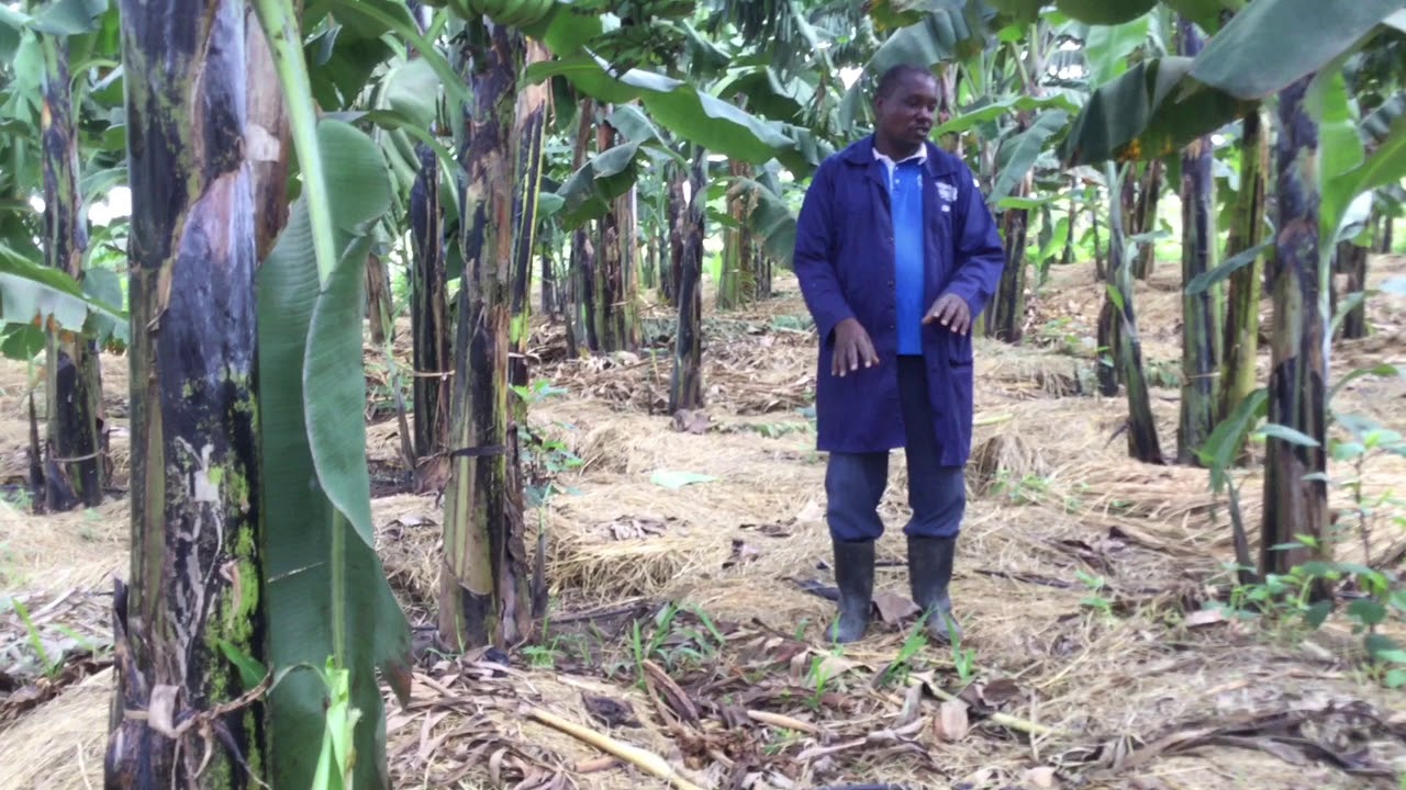 Busoga Farms One Quarter Acre Model