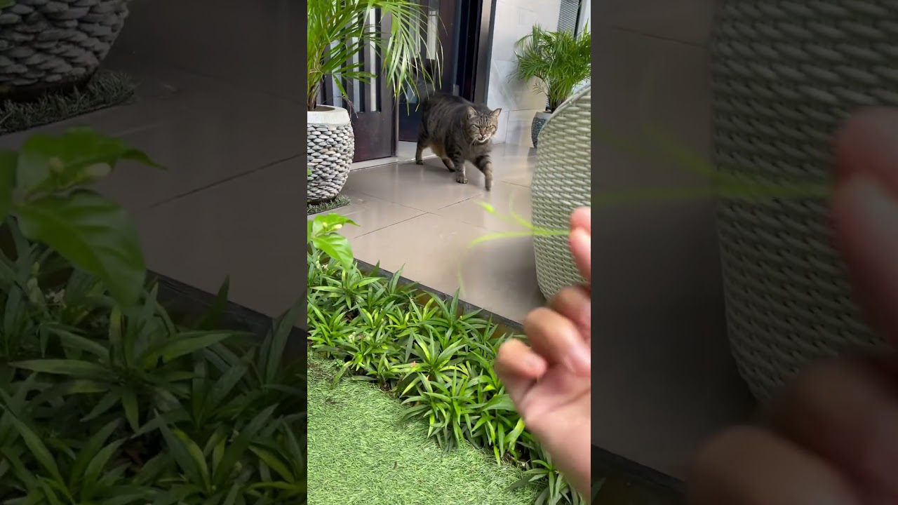 Mumu cat is very happy #cats #cat #animals #pets #catvideos #shortsfeed #shortyoutube #shortcat