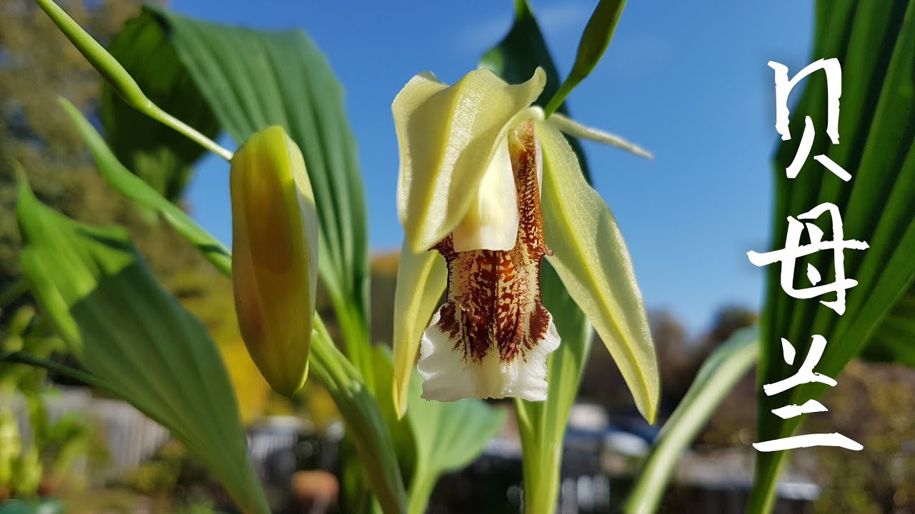 贝母兰种植方法 Coelogyne speciosa