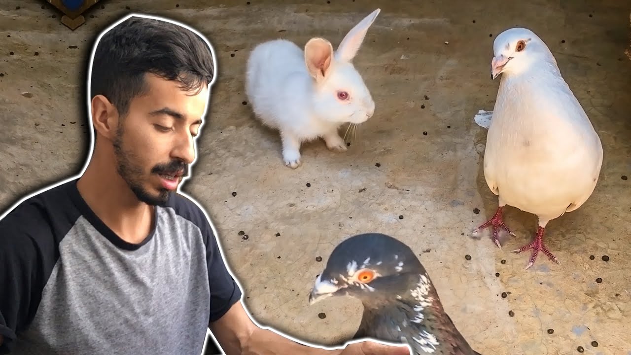 قنية كتشوف الحمام لأول مرة