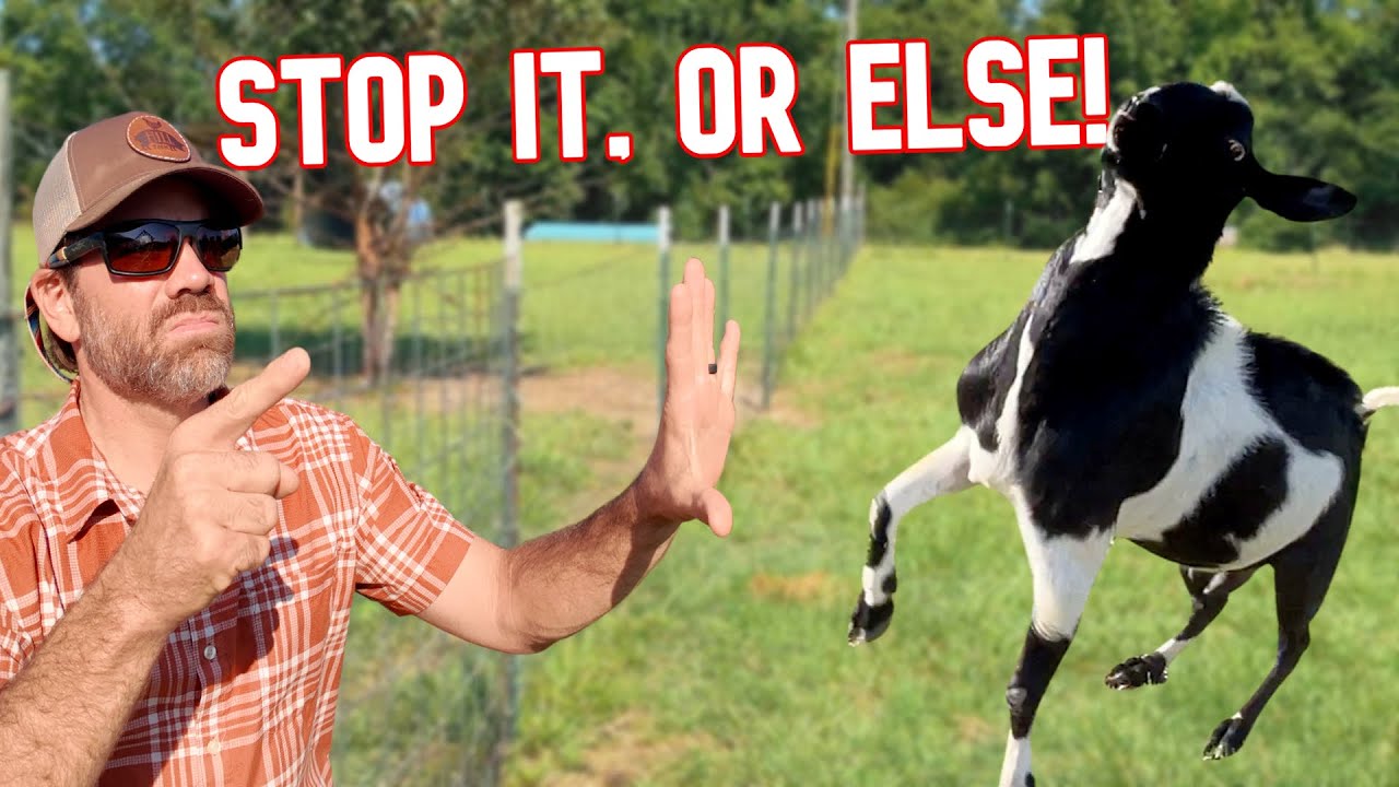 Bet You've Never Seen a Goat Do This Before!