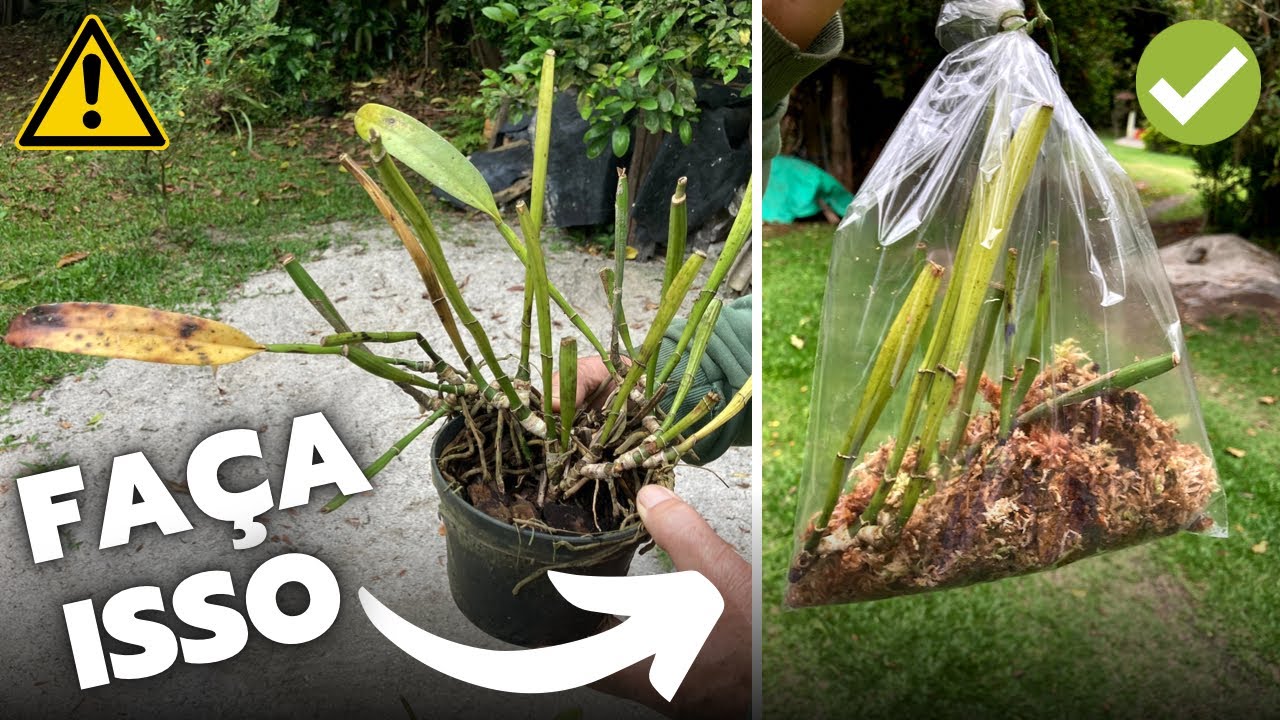 COMO RECUPERAR UMA  ORQUÍDEA QUE ESTÁ MORRENDO? - Masuji Kayasima