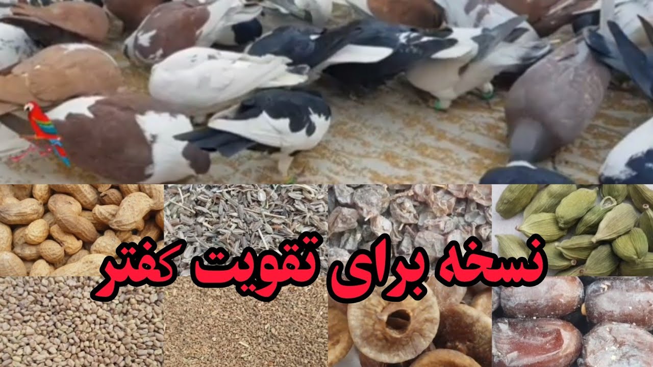 نسخه کامل  برای تقویت #کفتر های پرشی و کهنه