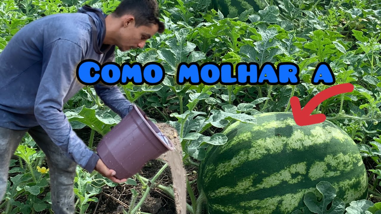 Como saber o tanto de água para jogar na melancia!como calcular a dose exata de água na melancia ￼￼