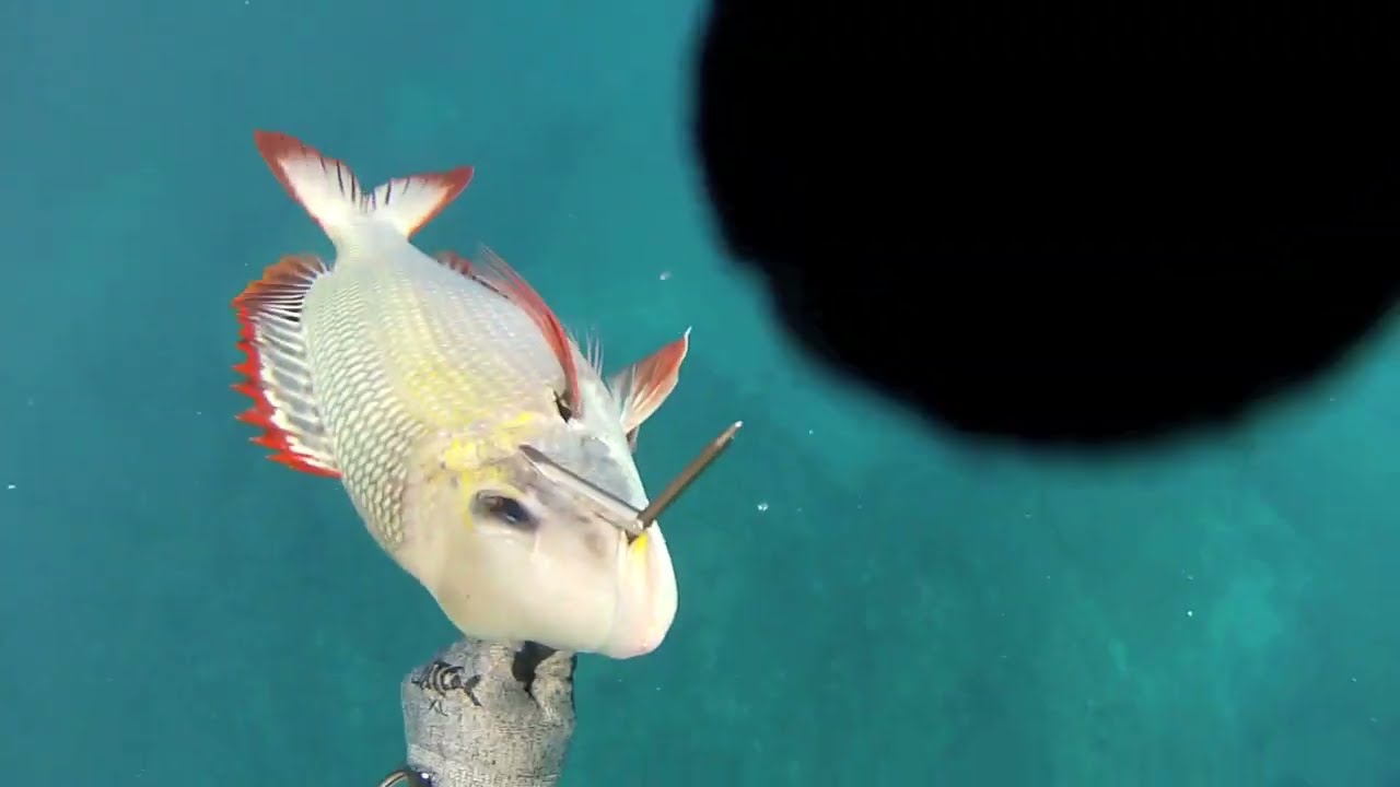 SPEARFISHING HAWAII