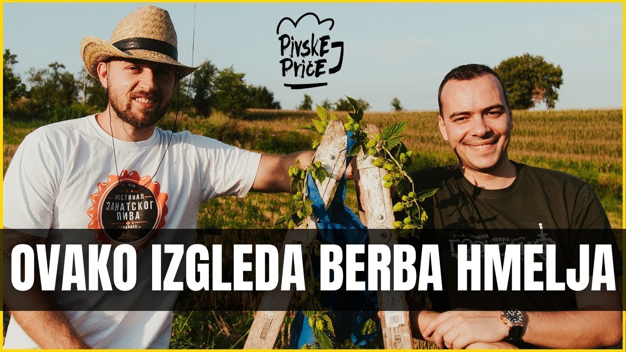 Ovako izgleda berba hmelja | Pivske priče