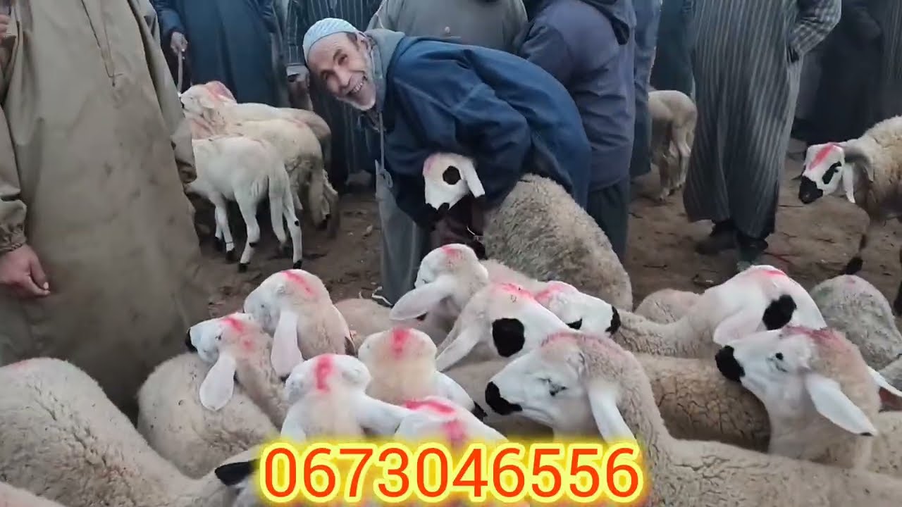مباشر من سوق ثلاثاء بن جرير أجيو تشفو معنا الاتمنة ديال البيع بتاريخ 26/02/10💸🇲🇦💸