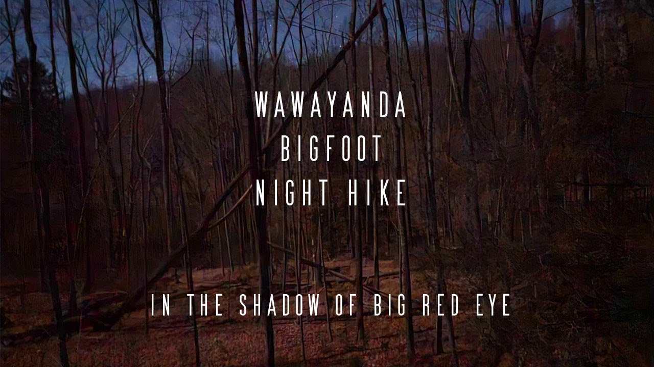 Bobcat or Bigfoot in Wawayanda State Park, New Jersey