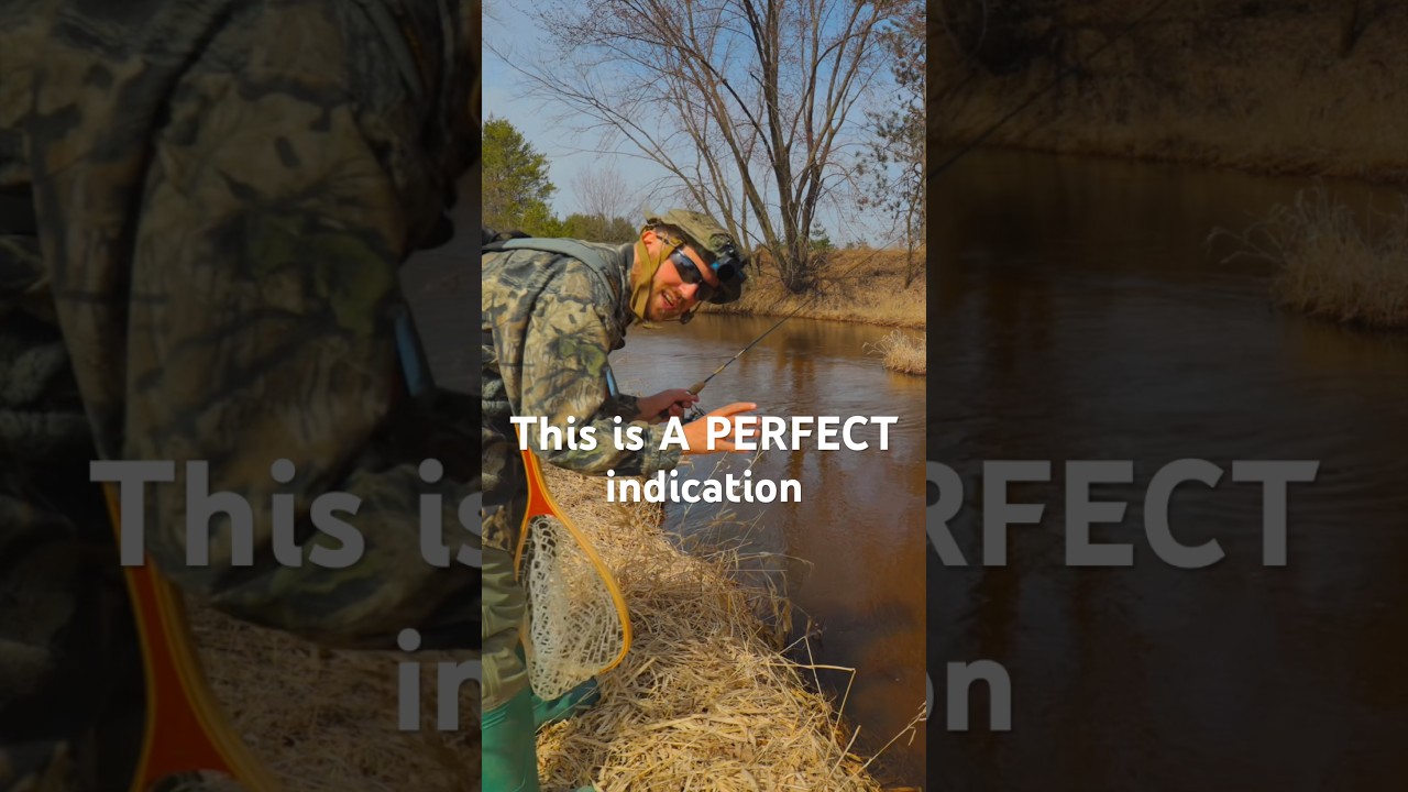 How To Tell If There Are TROUT In Your CREEK