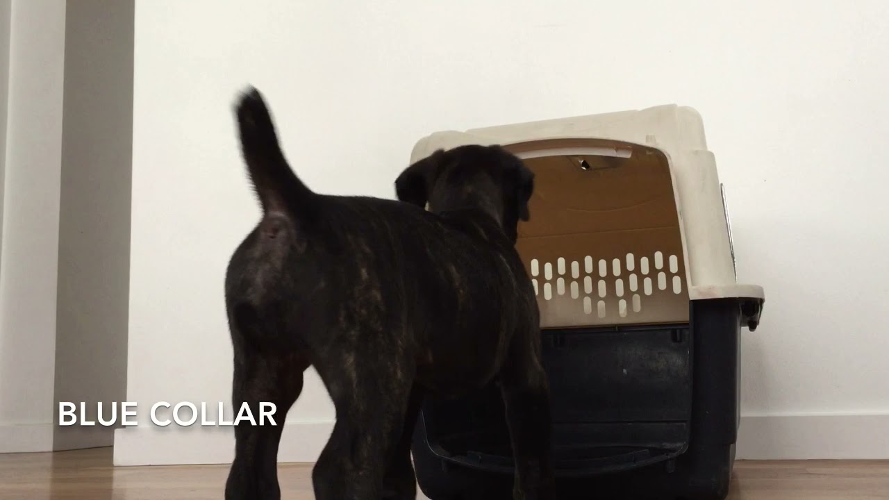 H Litter. Luring Sit, Down, Crate etc.