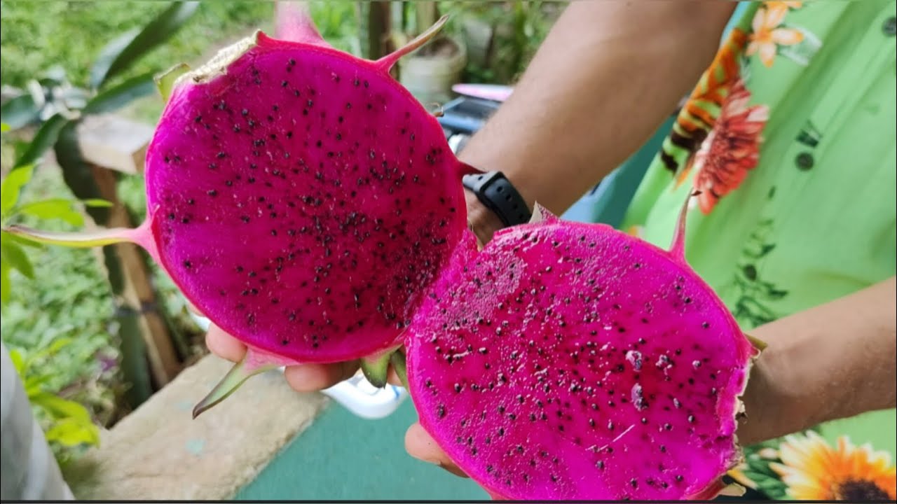 COSTA RICA, UMA PITAYA EXCELENTE #pitaya #pitayas #frutas #agricultura #pitayadobrasil