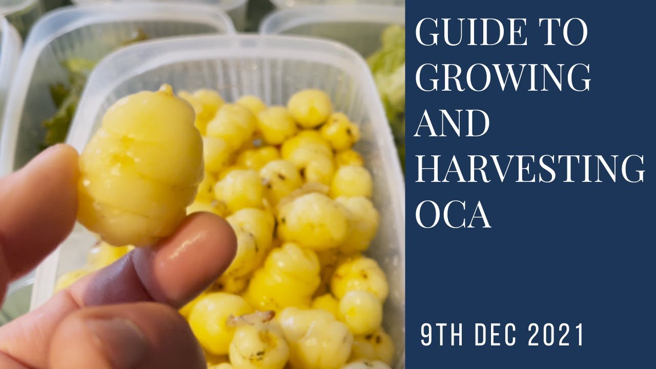 How to grow oca in containers from tuber to harvest
