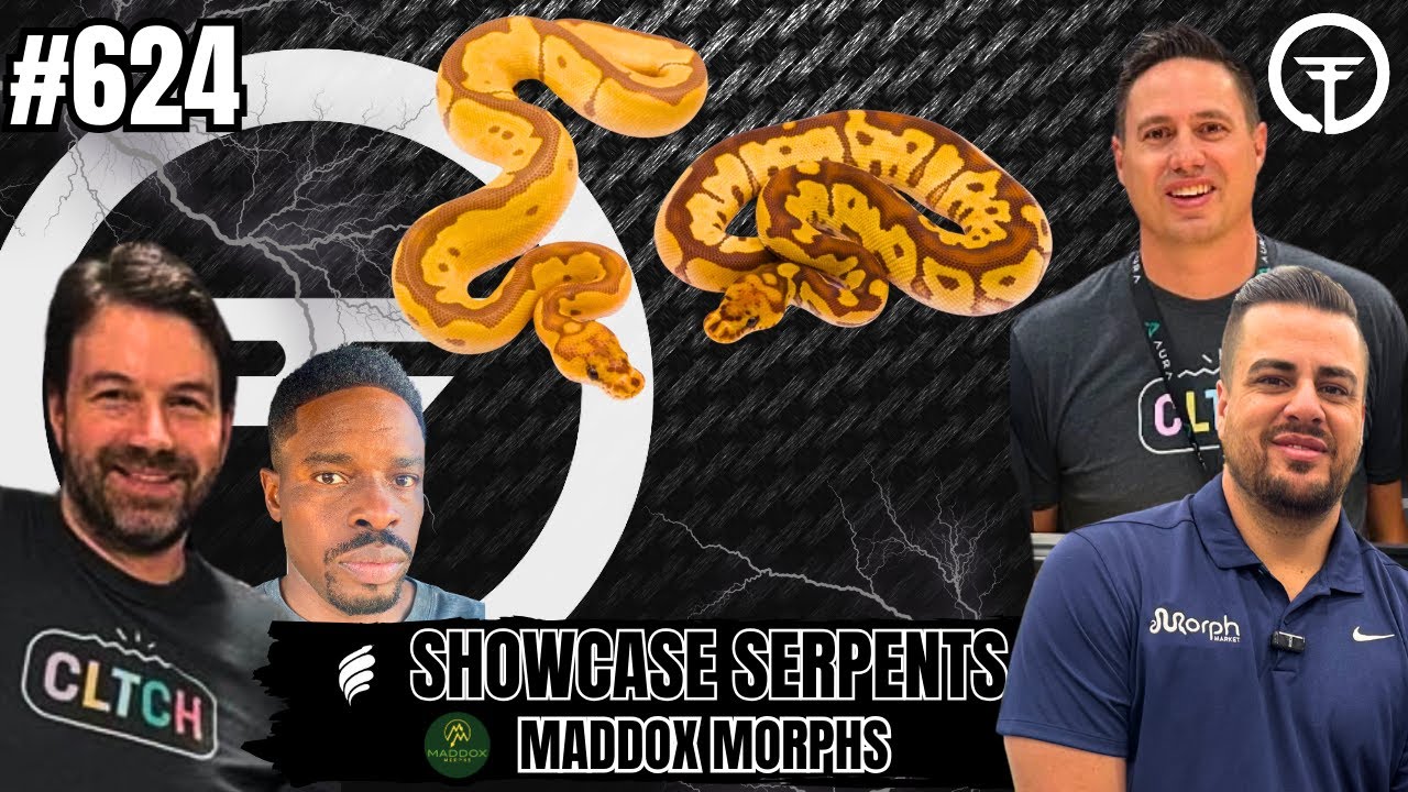 Truth About The Monarch Ball Python Project... Best Morph? | Trap Talk With MJ Live
