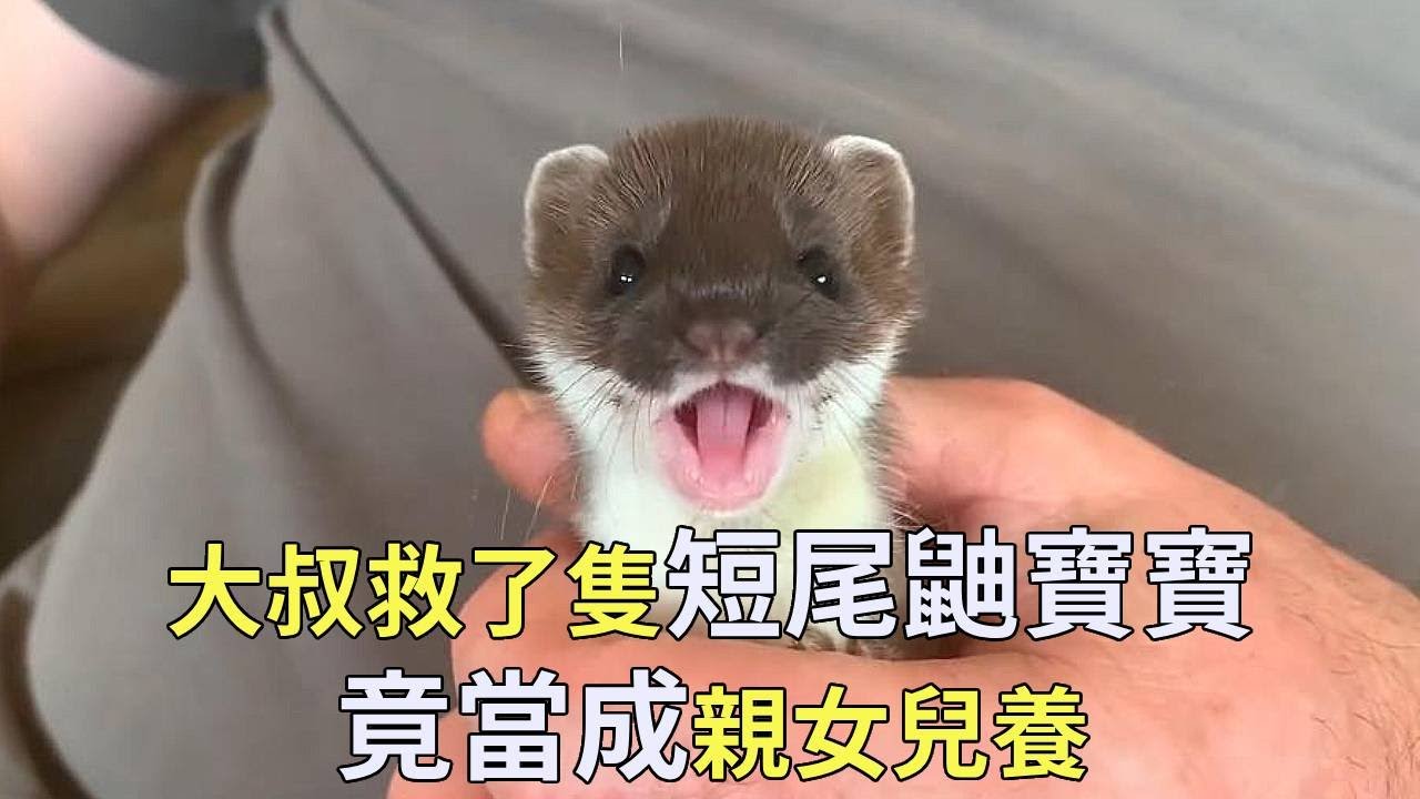 大叔救了隻短尾鼬寶寶，竟把它當親女兒養，放生後居然又跑回來報恩！【小奶狗觀影】