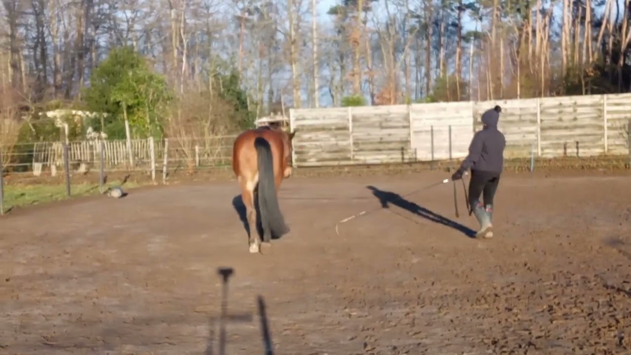 Domino & Jessica - part 2 longeing