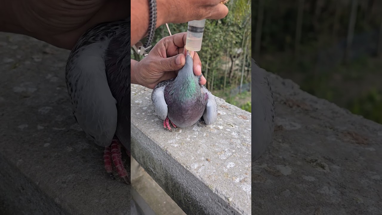 Treatment of a sick pigeon. #pigeon #bird #pigeonrace #kabootar @sami_loft