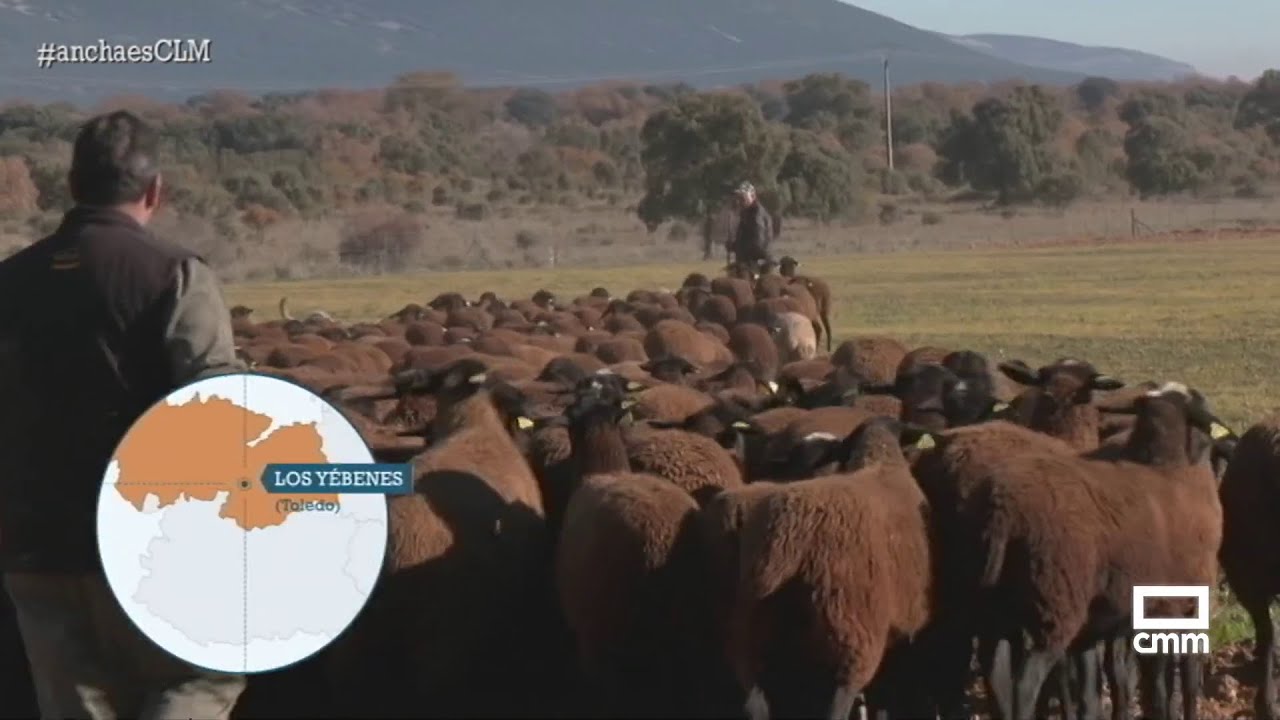 La oveja negra en peligro de extinción sobrevive en Los Yébenes | Ancha es Castilla-La Mancha