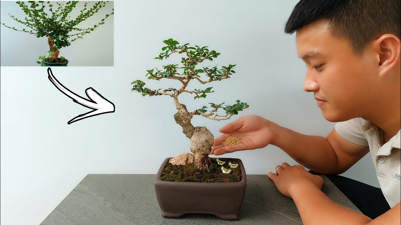 Restoring A Neglected Fukien Tea Bonsai Tree| Cây Trà Phúc Kiến