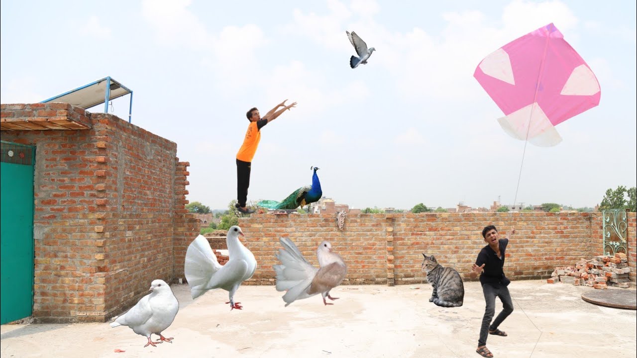 New Kite Fight & Kabooter Vs 25 Hens