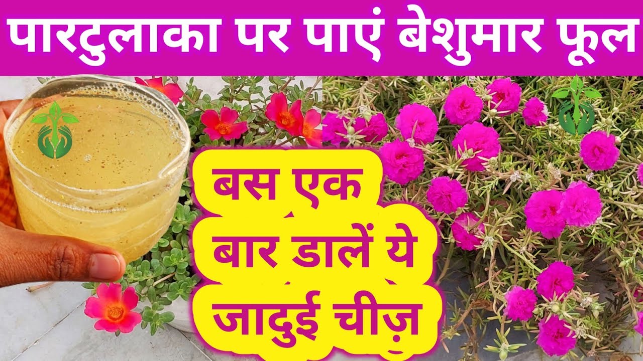 Portulaca plant care.Moss Rose plant care.Moss rose.Portulaca plant fertilizer & Growing tips.