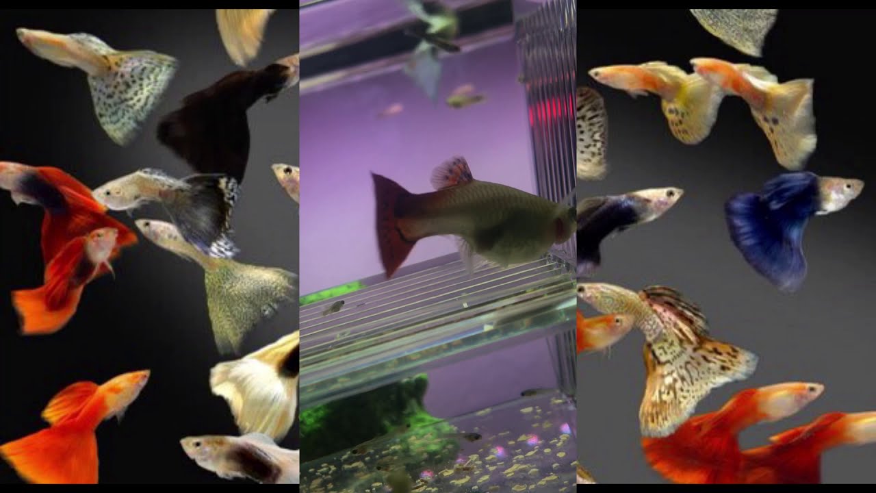 سمك الجوبي (الغوبي) 🐟 شرح مختصر ونقاط مهمة في تربيته .