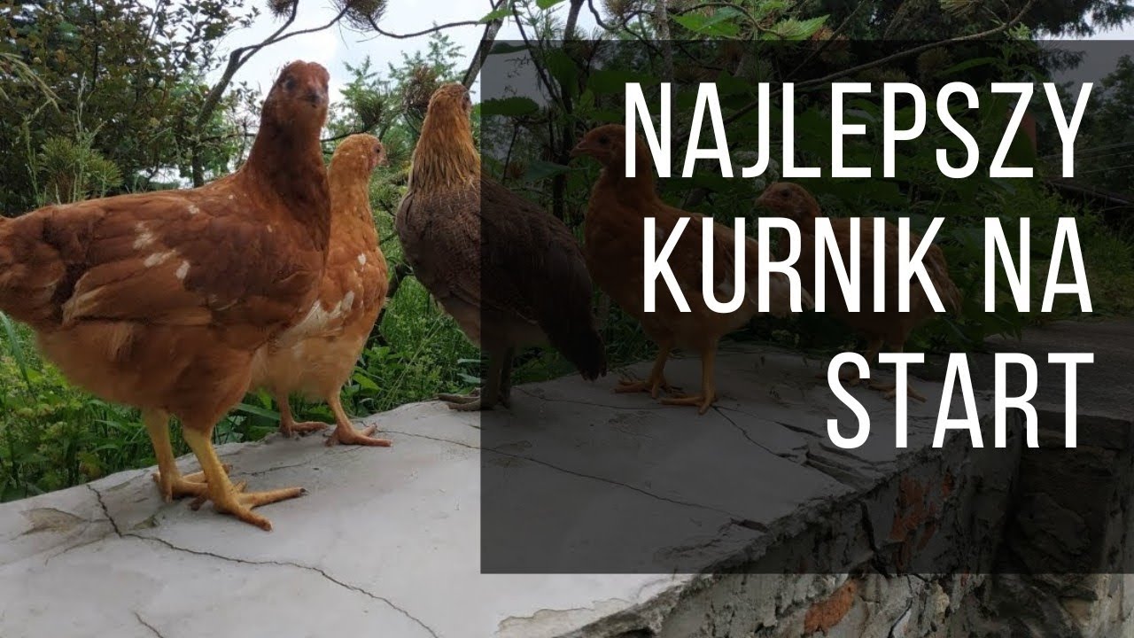 Najlepszy kurnik na początek hodowli kur