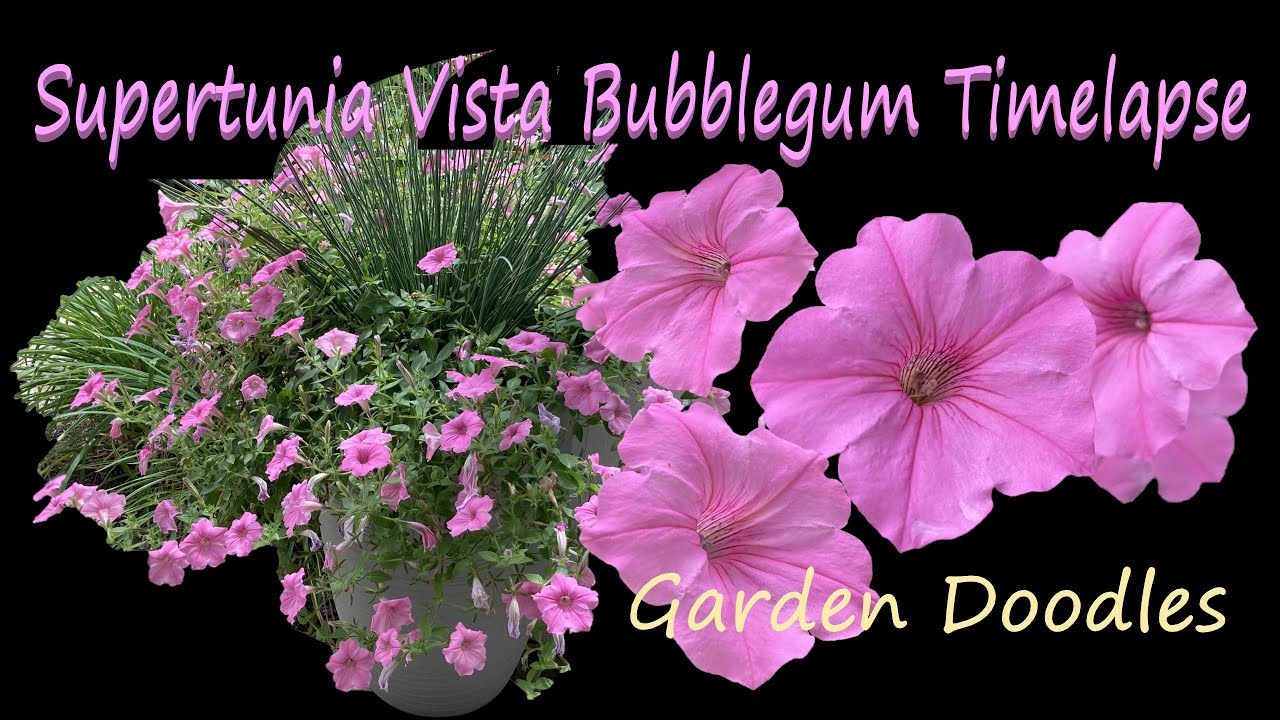 Supertunia Vista Bubblegum - Timelapse (Illinois Zone 5 Garden)