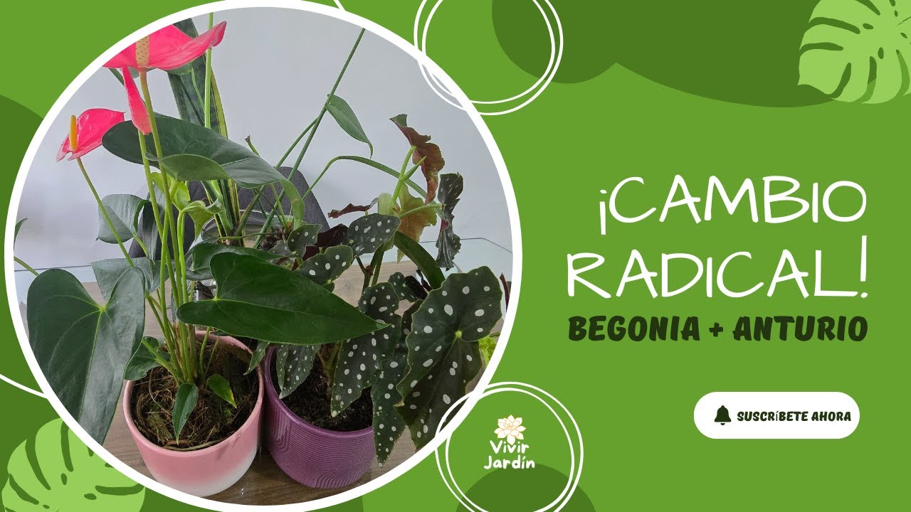 De bonitas a espectaculares: Begonia y Anturio en portamateras de cerámica.