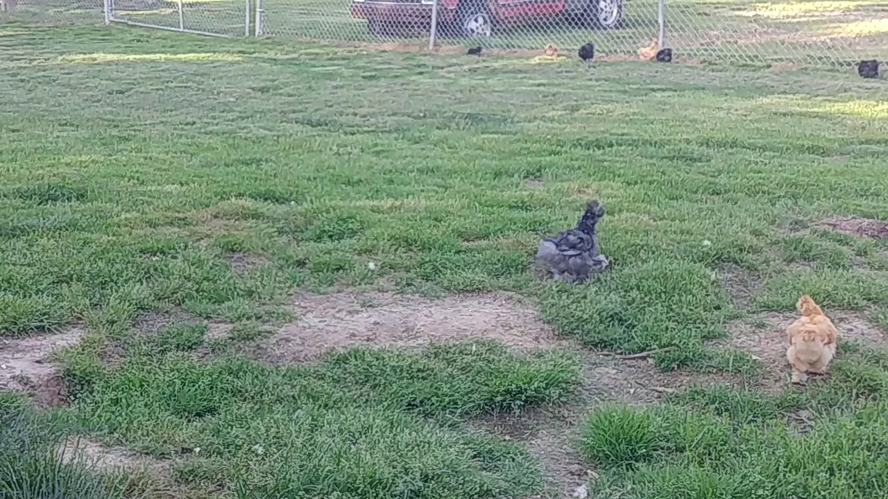 Chinese Bearded Silkie Chickens 8 weeks old
