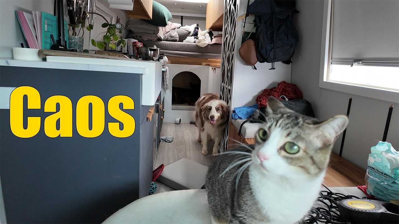 Nossos primeiros dias vivendo no motorhome com 5 animais