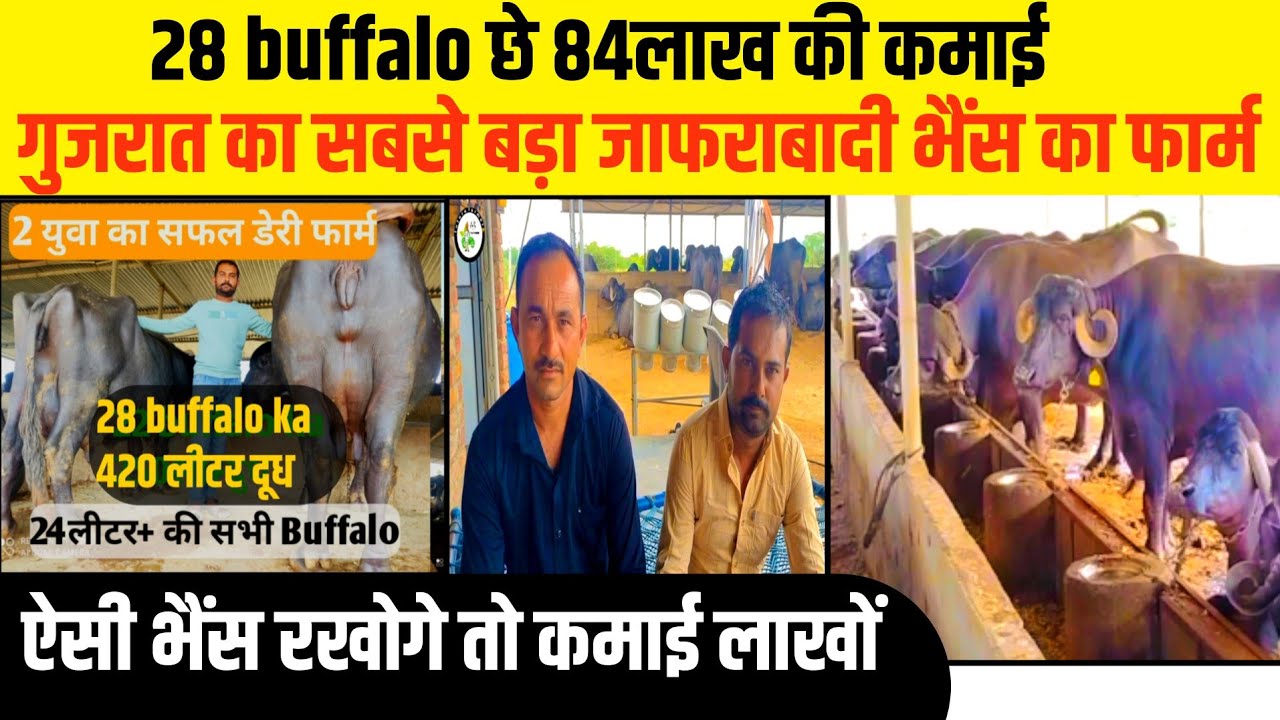 28 buffalo का दूध बेस कर 84लाख की कमाई हो रही है गुजरात का सबसे बड़ा जाफराबादी भैंस का फार्म