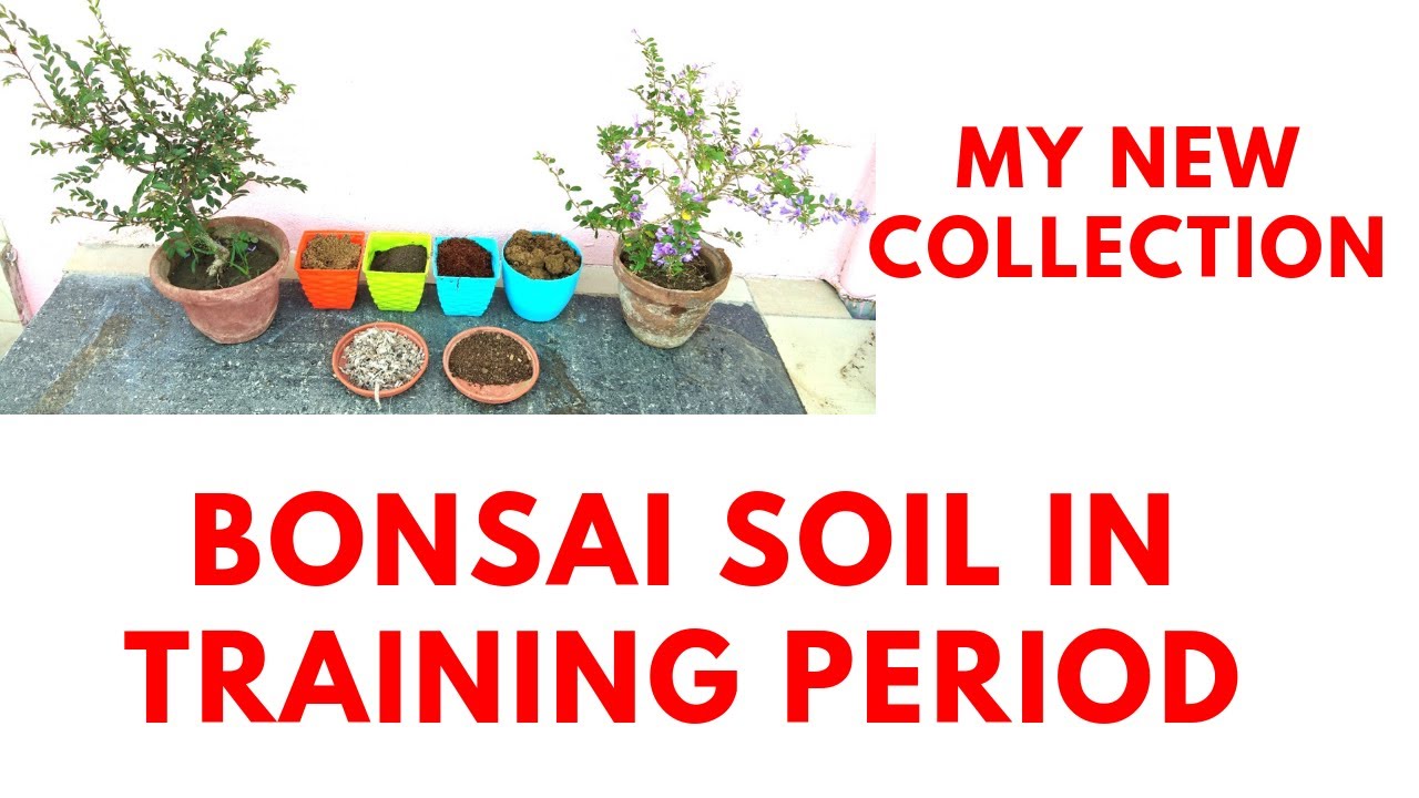 Bonsai soil in training period for small plants