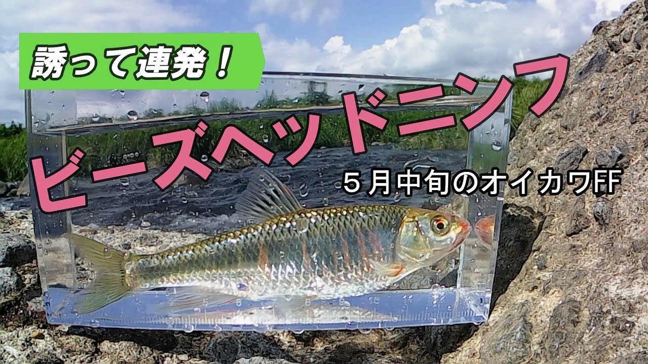 【オイカワ フライフィッシング】ビーズヘッドニンフで良型オイカワを狙って獲る！○○○してアピールすると・・・！？