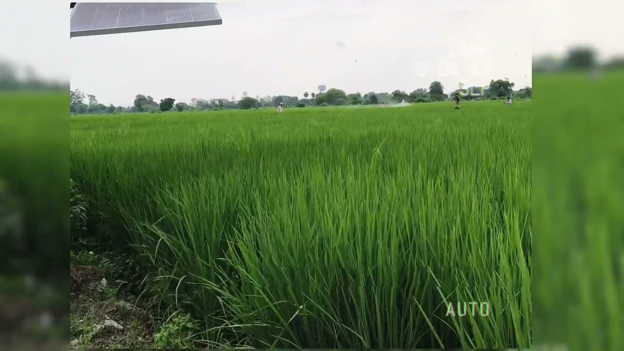 धान spary 🌾 @Video_creator0418 #trending #dhaankikheti #khetibadi #shortvideo #shorts #youtubeshorts