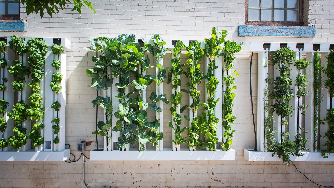 A Before You Buy Guide For The ZipGrow Farm Wall™