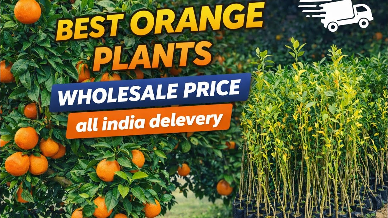 Best Quality Nagpur Orange Plants for Sale | Grafted & Seedling Orange Varieties All India Delivery 