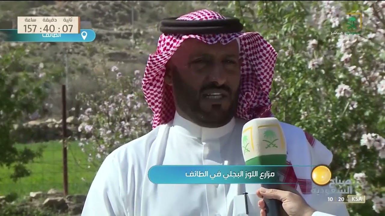 مزارع اللوز البجلي المُعمرة في الطائف.
