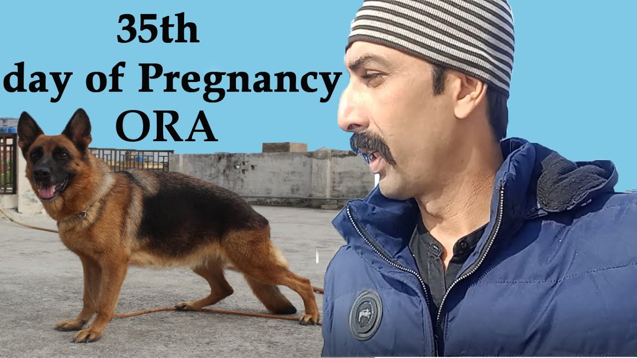 GSD 35 day pregnant female | gsd pregnancy test | GSD pregnancy stages |  GSD puppies | Ibrar Vlog
