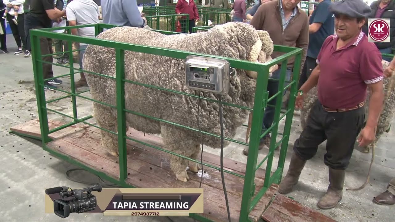 88 EXPOSICIÓN RURAL 2026. PESAJE DE ANIMALES .