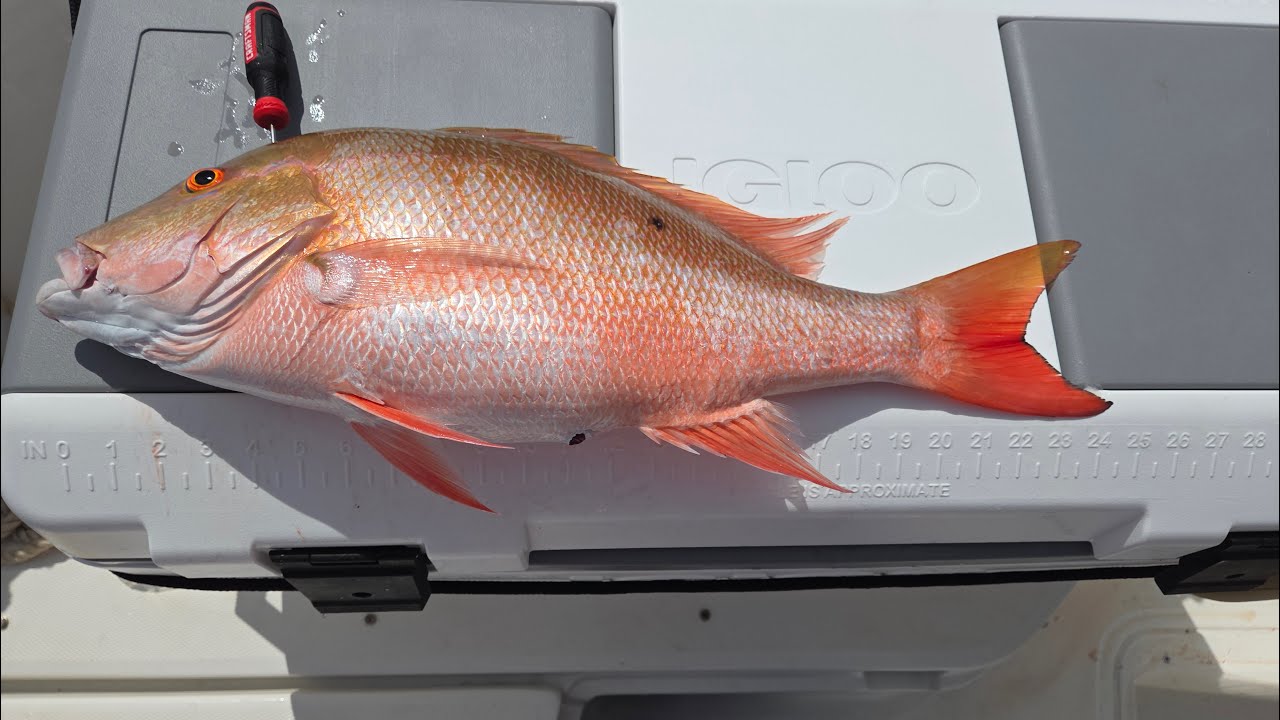Snapper Offshore Tampa Bay 09162025
