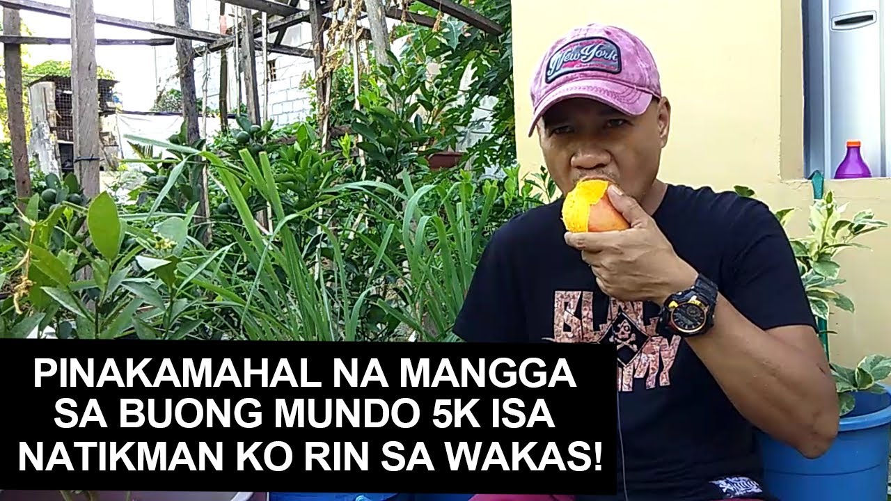 PINAKAMAHAL NA MANGGA SA BUONG MUNDO, NATIKMAN KO RIN SA WAKAS!