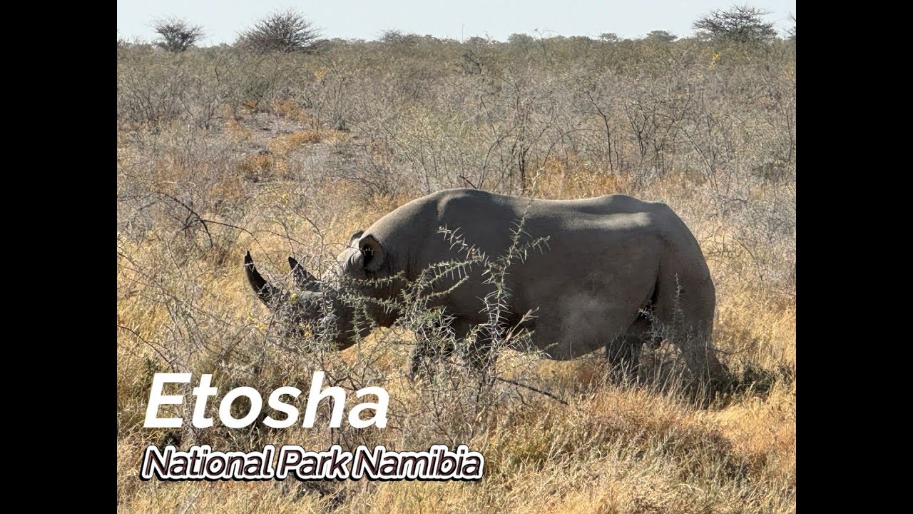 GREAT IMPRESSION of Etosha National Park Namibia, with baby rhino!